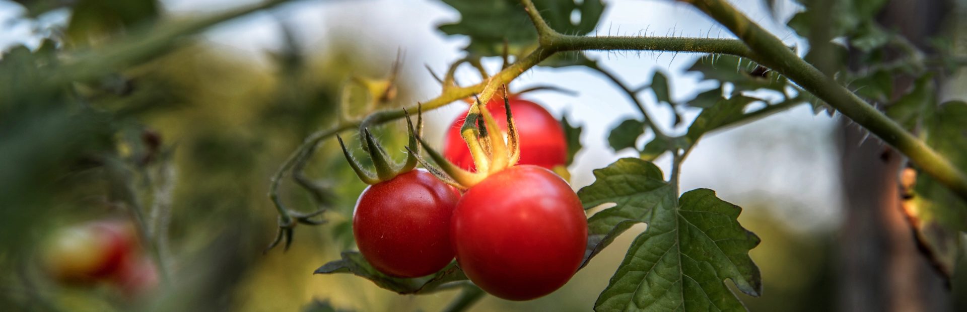 Tomates
