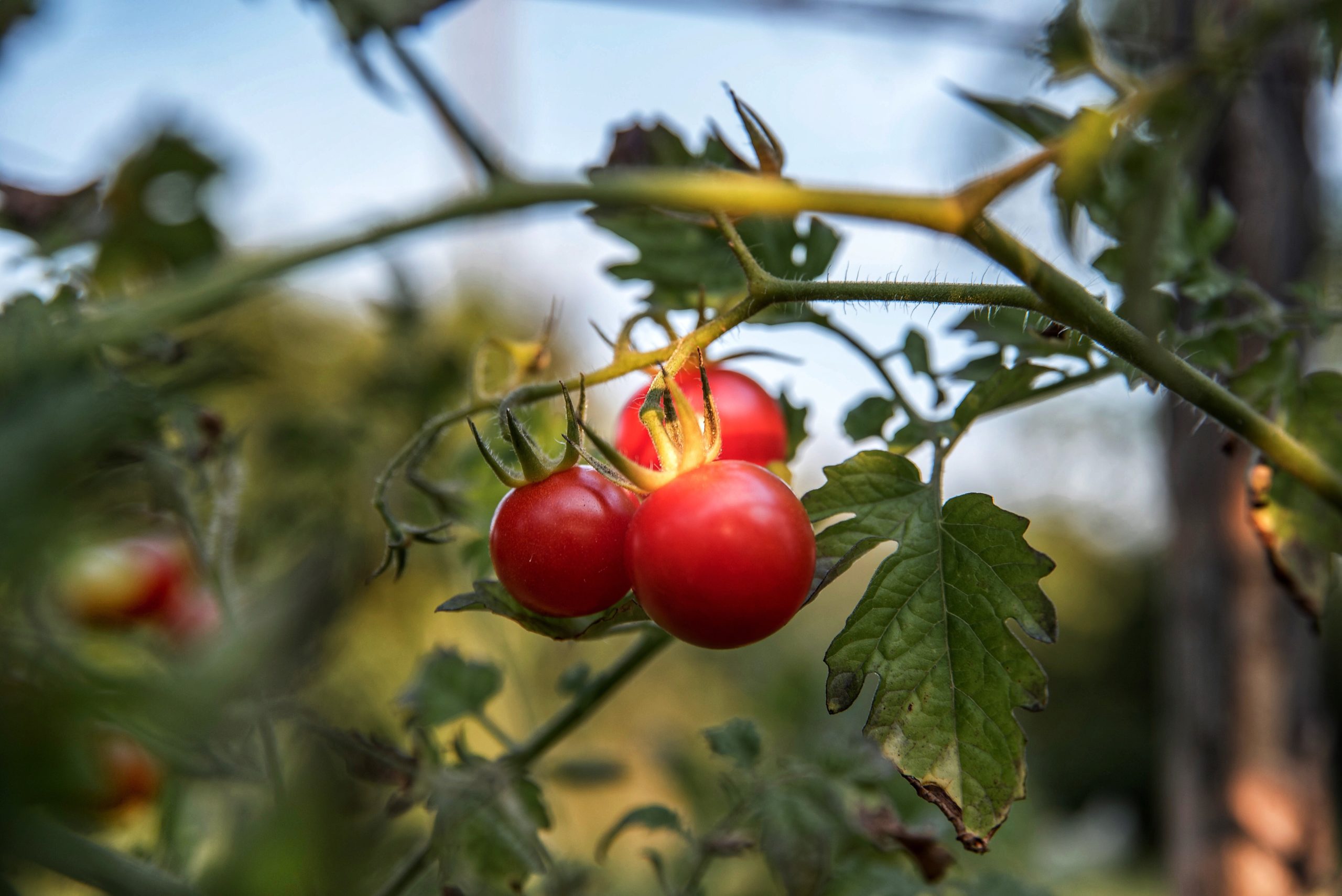 Tomates