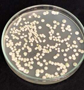 Isolamento, Identificação e Seleção de Leveduras e Bactérias Para Panificação Natural