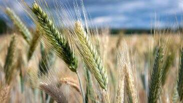 Cotação de trigo: como afeta a fabricação de pães? Veja!